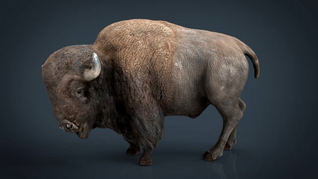 american bison