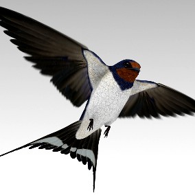 Barn Swallow