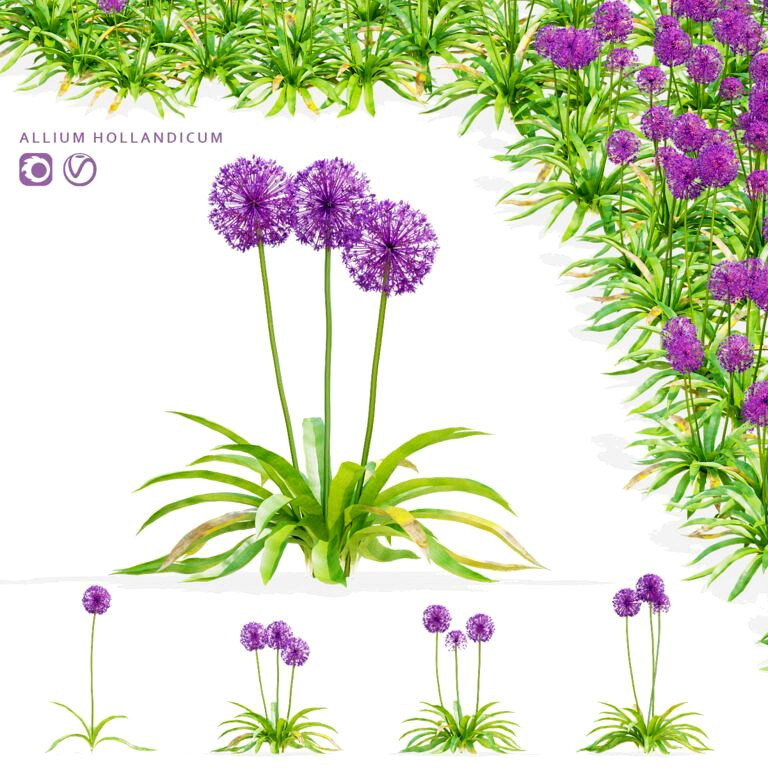 Decorative onion  Allium hollandicum (345620)