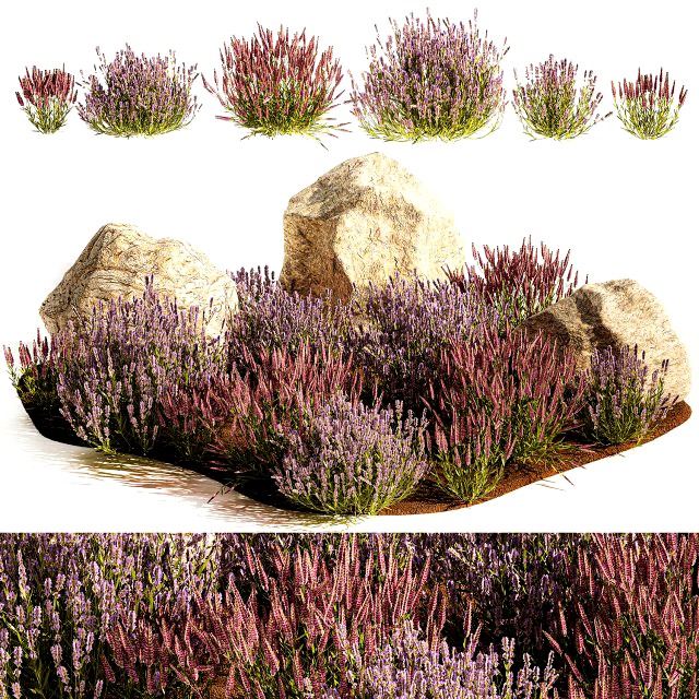 Alpine Slide With Lavender Bushes Sage And Stones 1191