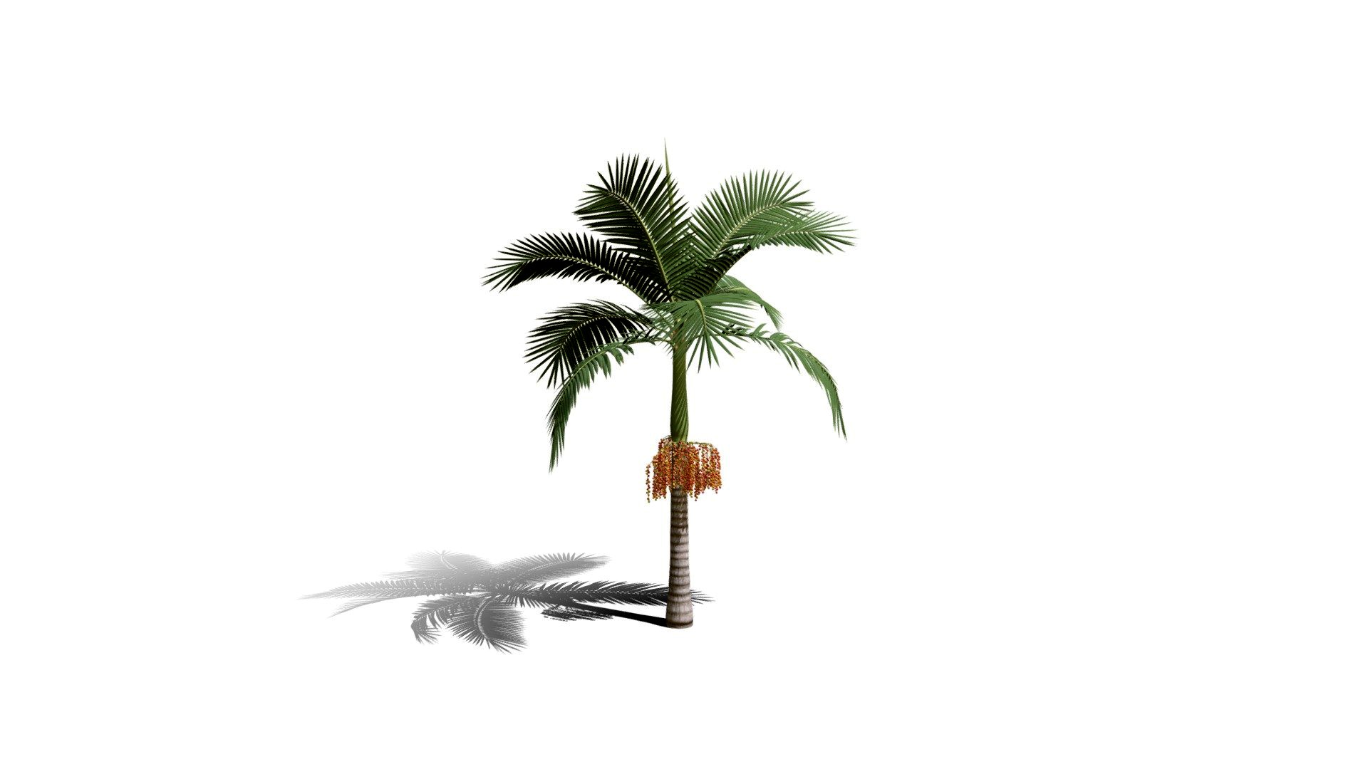 Realistic HD Alexander palm (2/30)