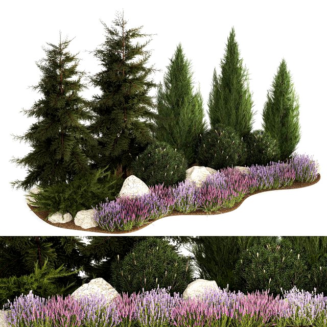 Alpine hill fir tree thuja juniper and lavender bushes 1206