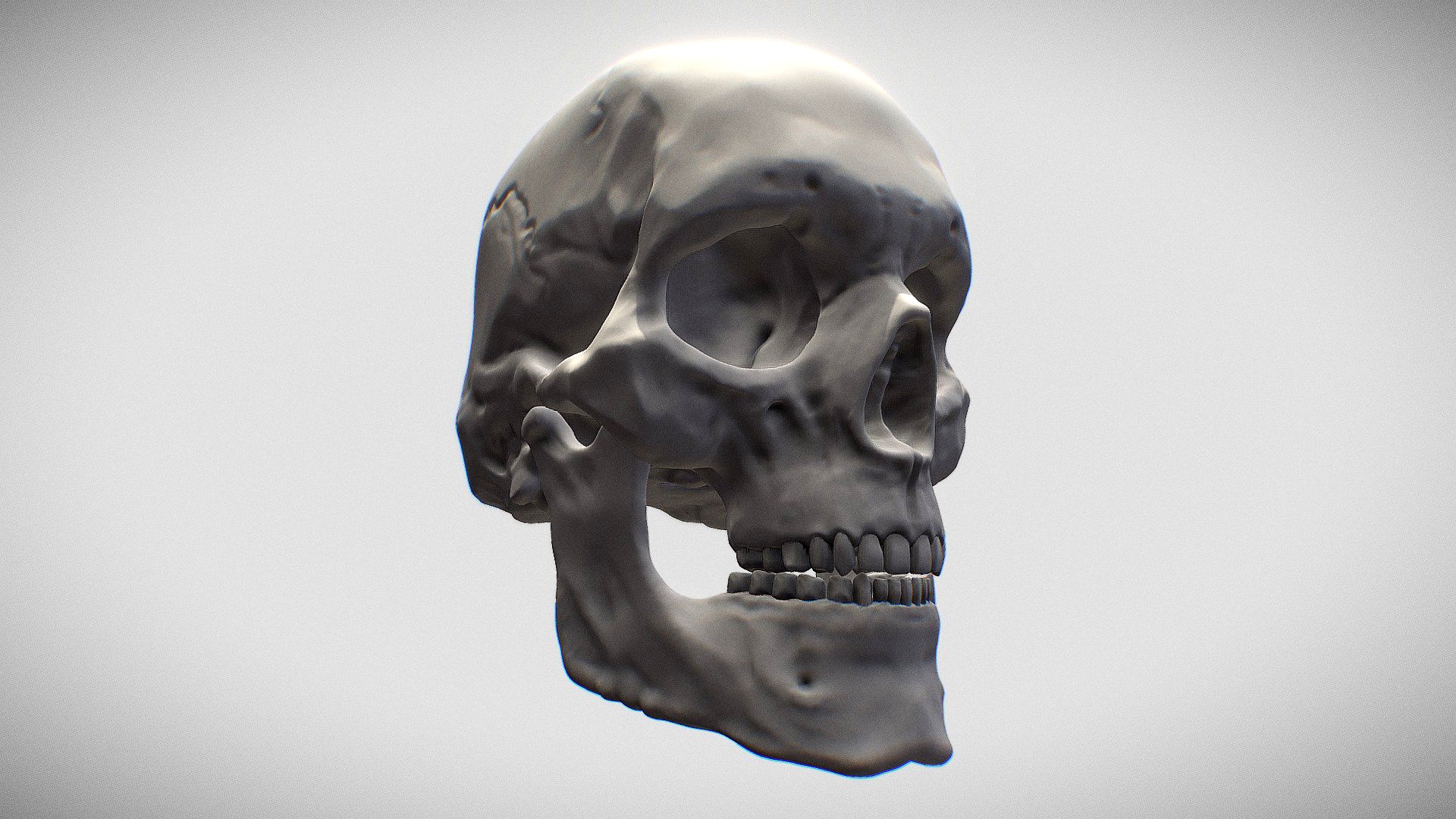 Skull: Human Adult Male