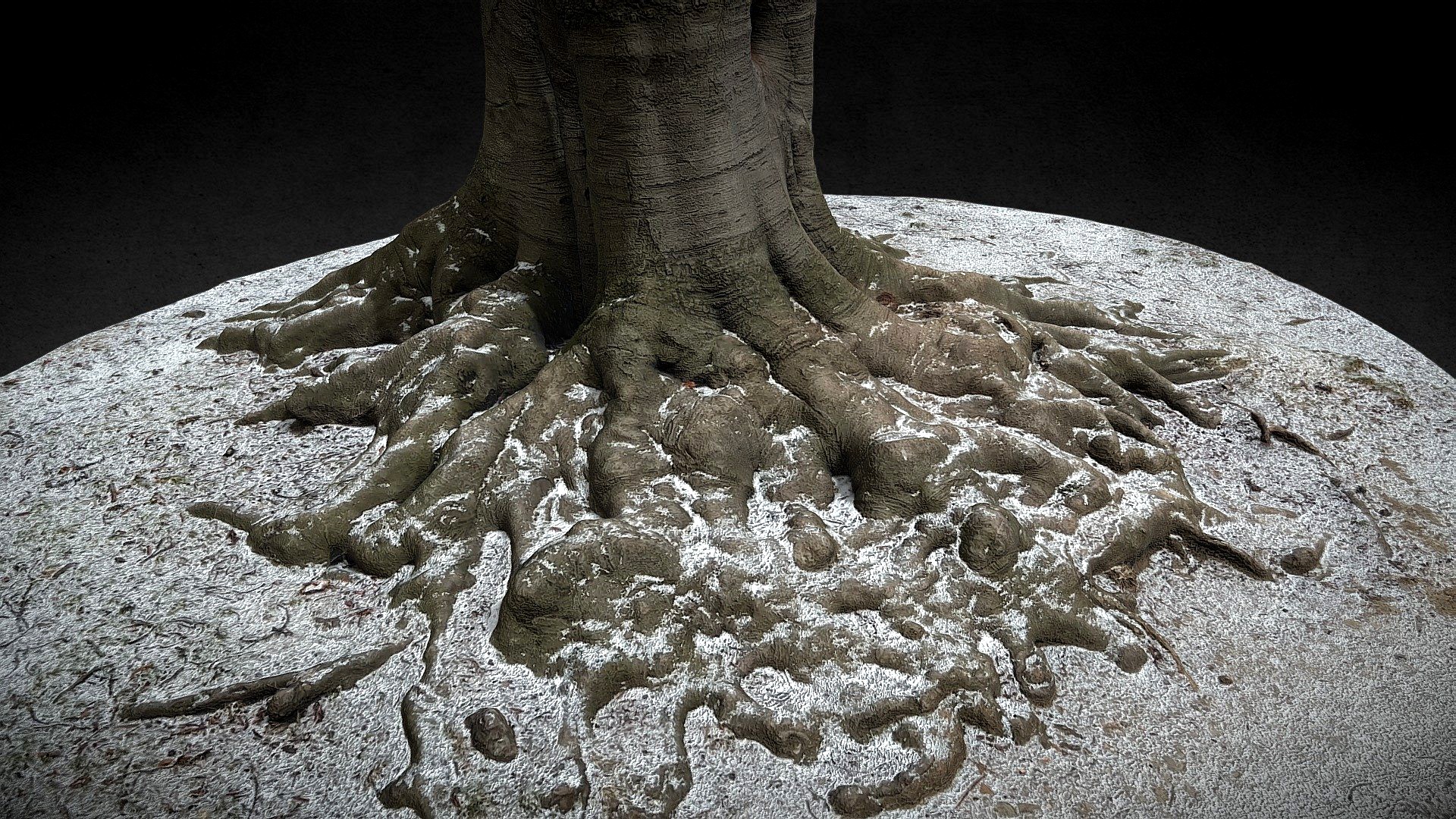 tree wide root snow photoscan