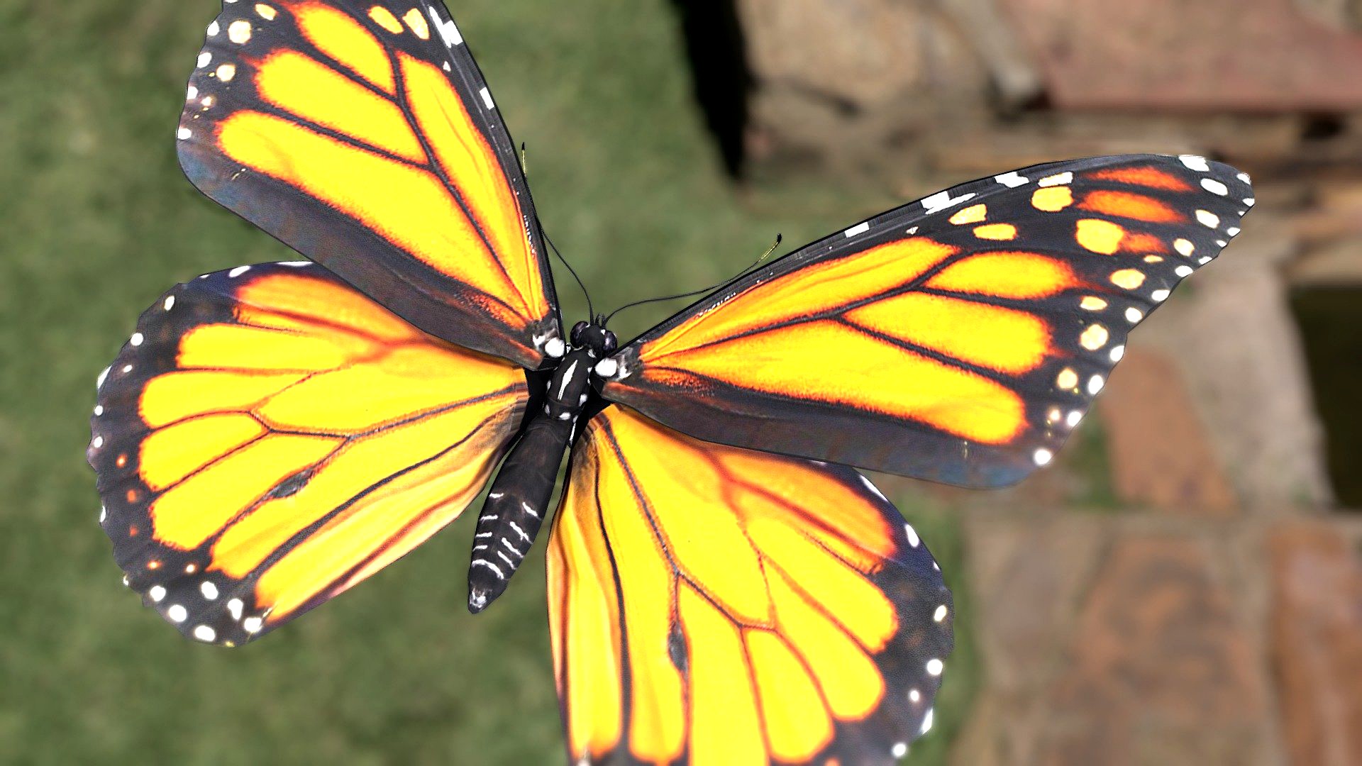 Danaus plexippus