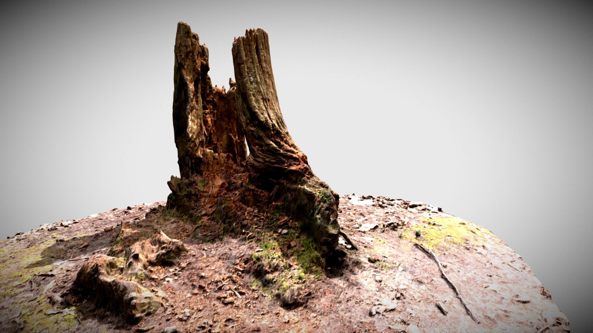 High Quality Split Tree Stump Scan