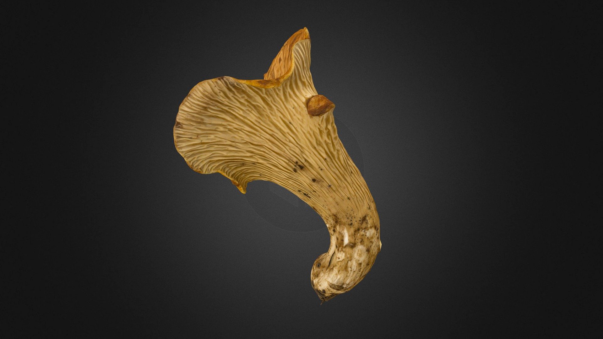 Turbinellus floccosus mushroom