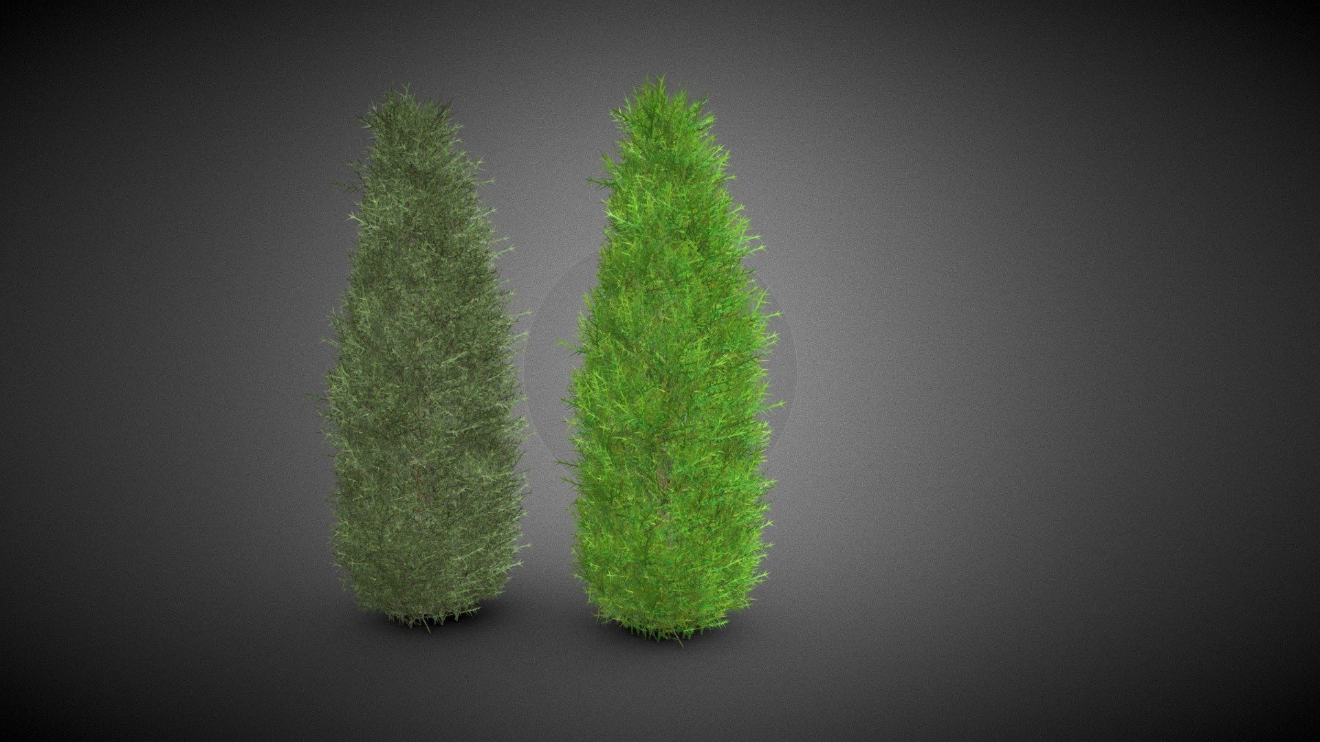 Cypress Pine tree