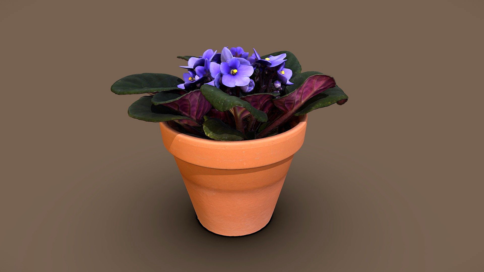 Saintpaulia flower