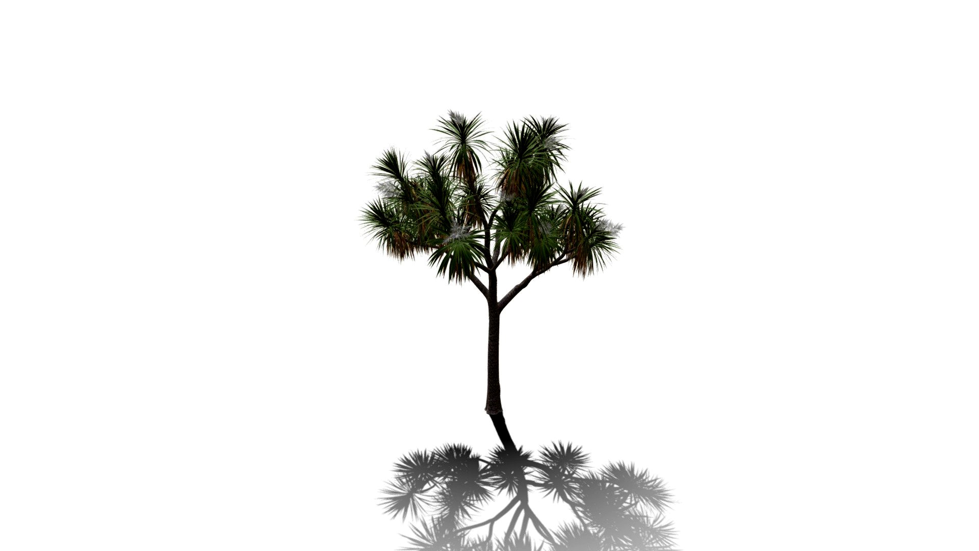Realistic HD Cabbage tree (4/50)