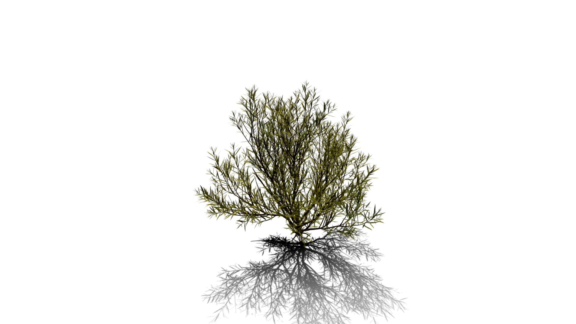 Realistic HD Rosemary willow (85/99)