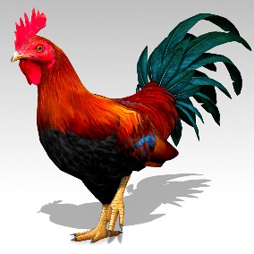 Rooster