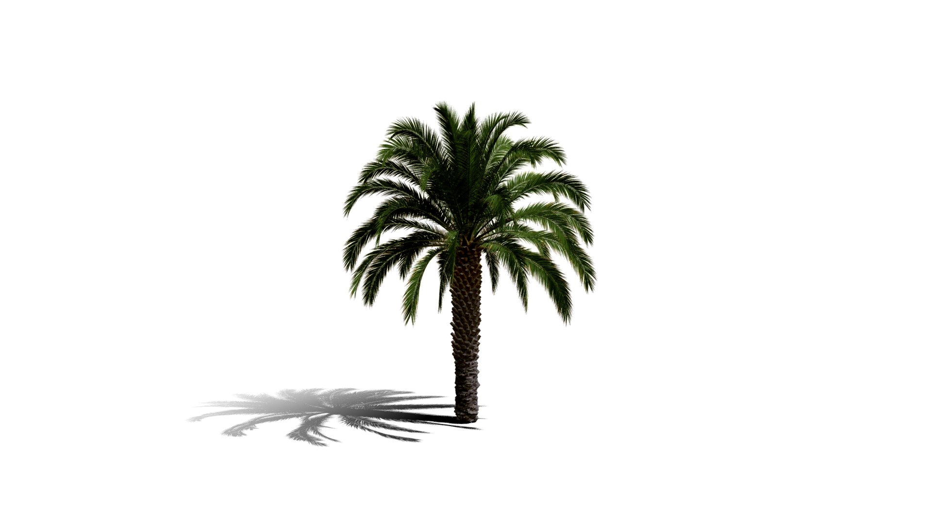 Realistic HD Canary Island date palm (28/40)