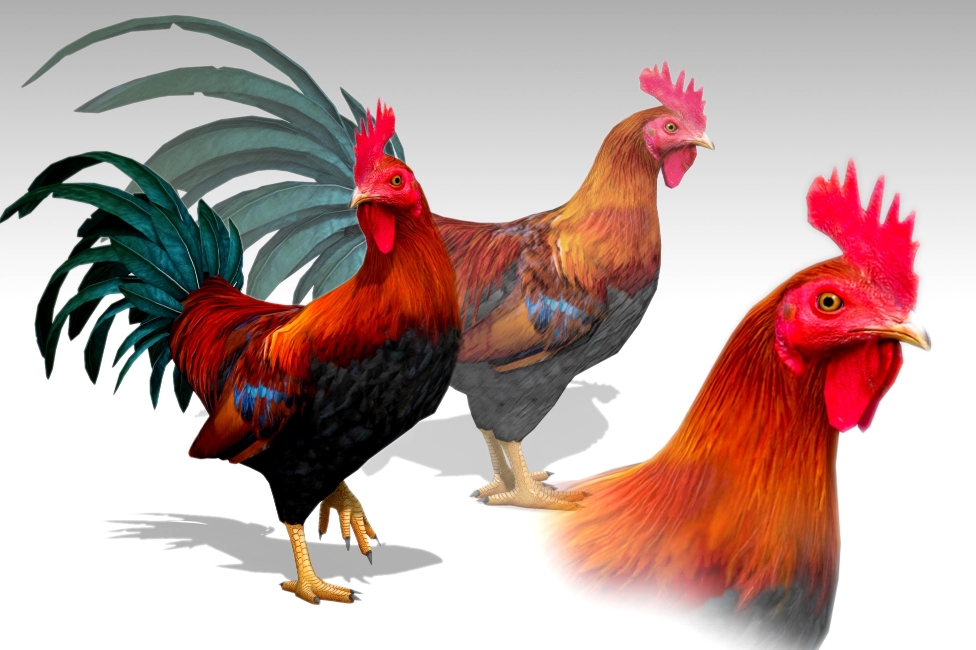 Rooster Animated
