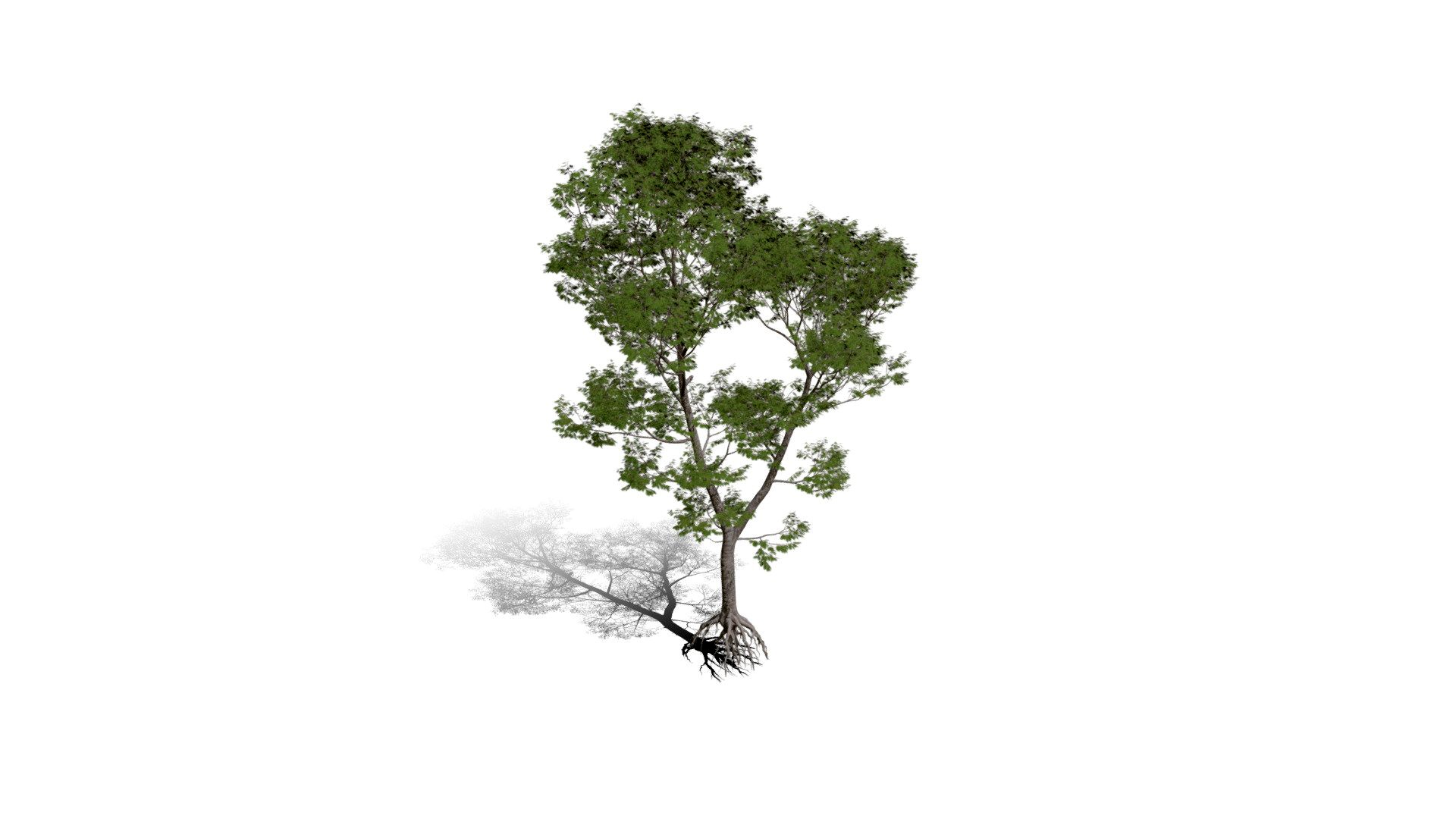 Realistic HD Northern red oak (65/138)