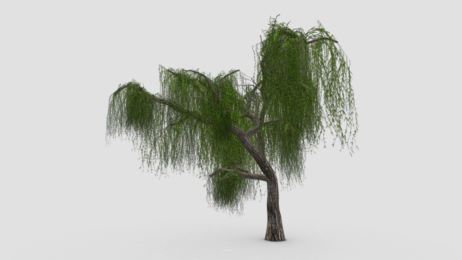 Weeping Willow Tree-01