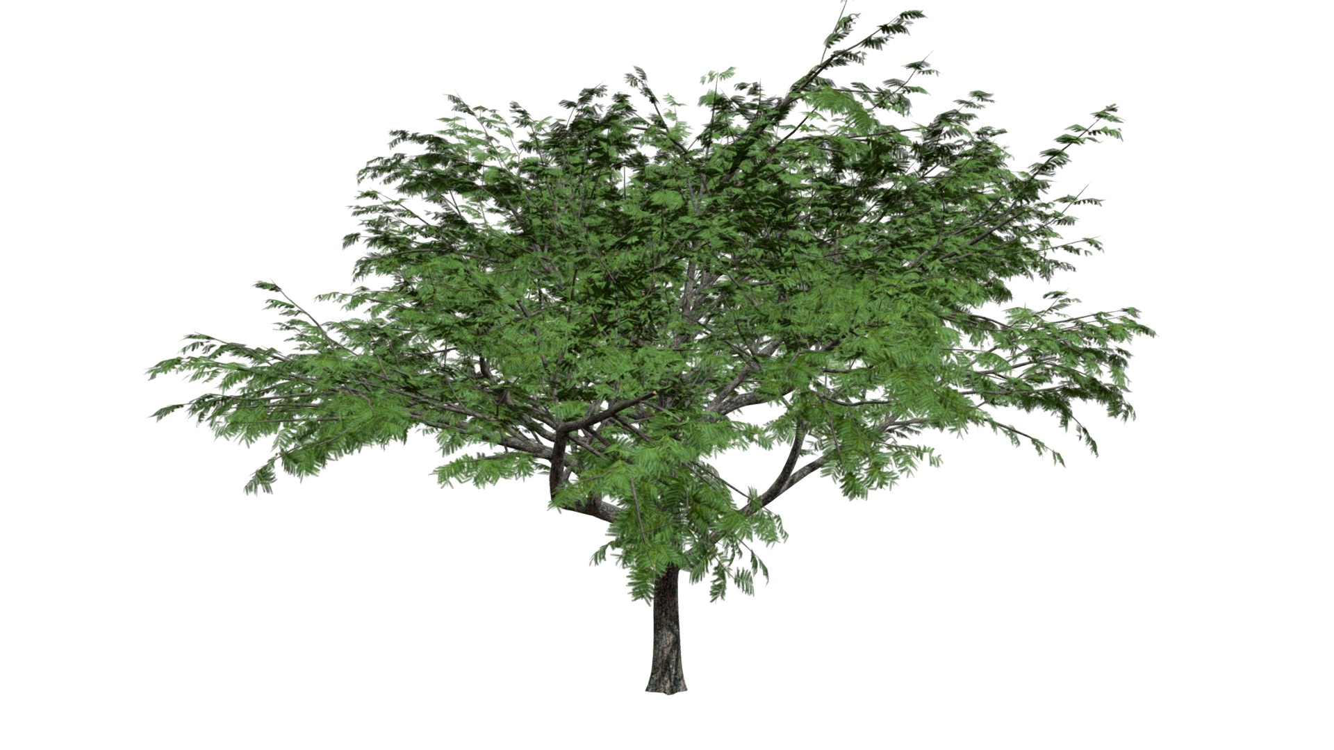 Common Hook Thorn Tree #01