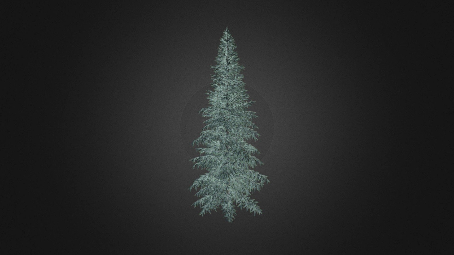 Spruce Tree 3D Model 8m