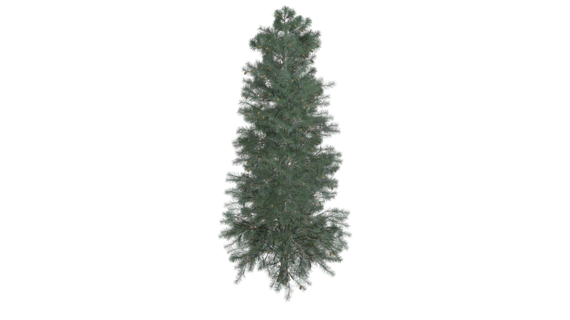 Colorado Blue Spruce Tree #05