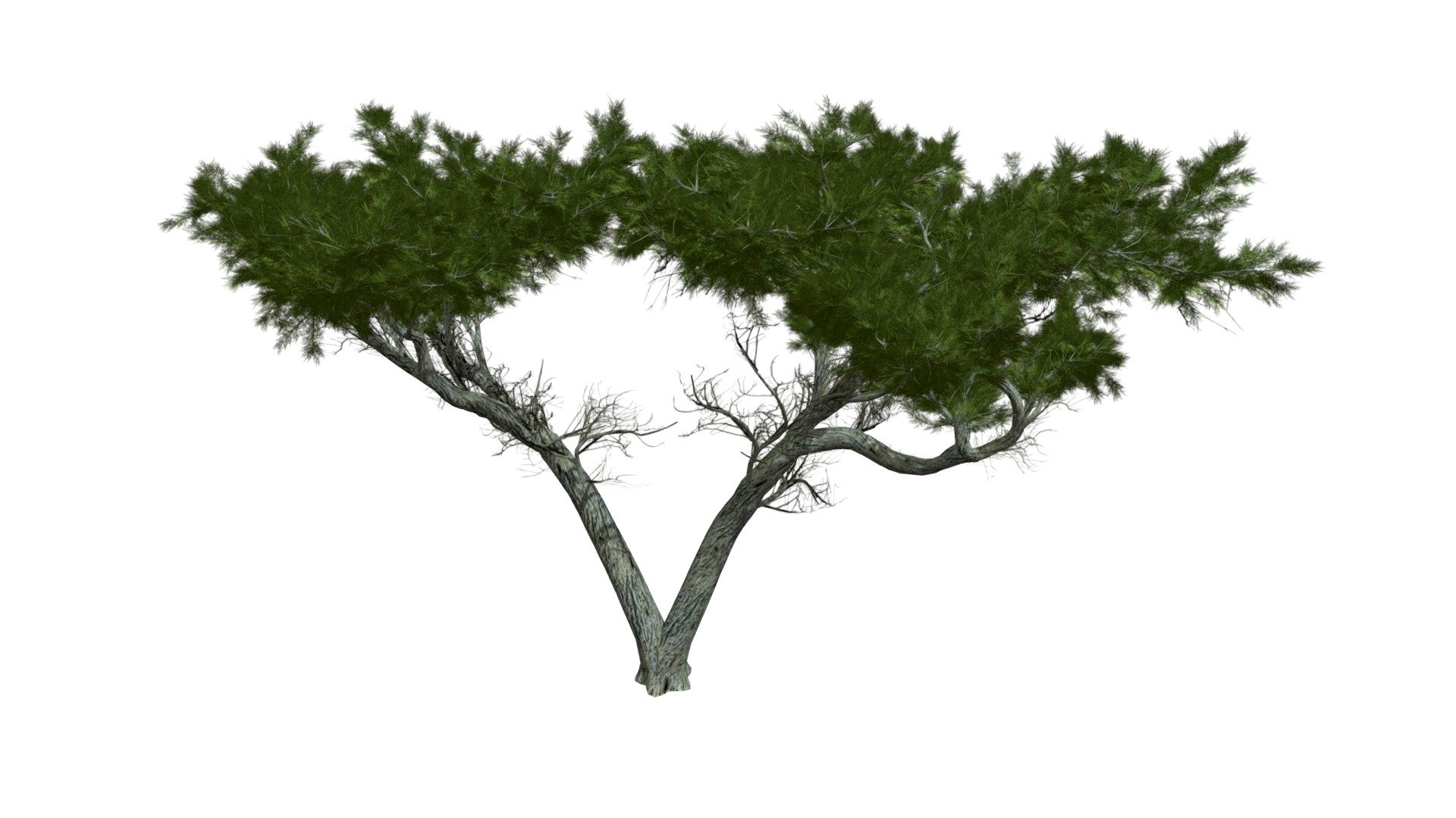 Monterey Cypress Tree #10