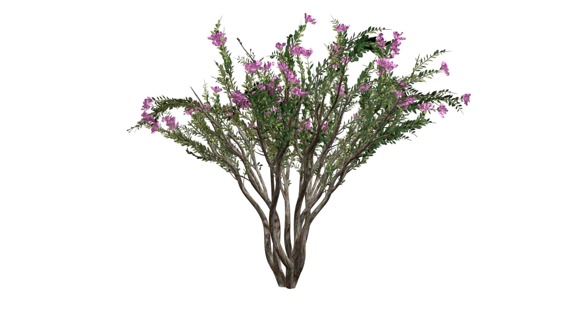 Crape Myrtle Tree #08