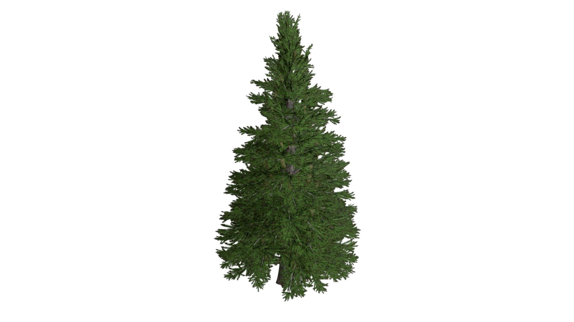 Norway Spruce Tree #06