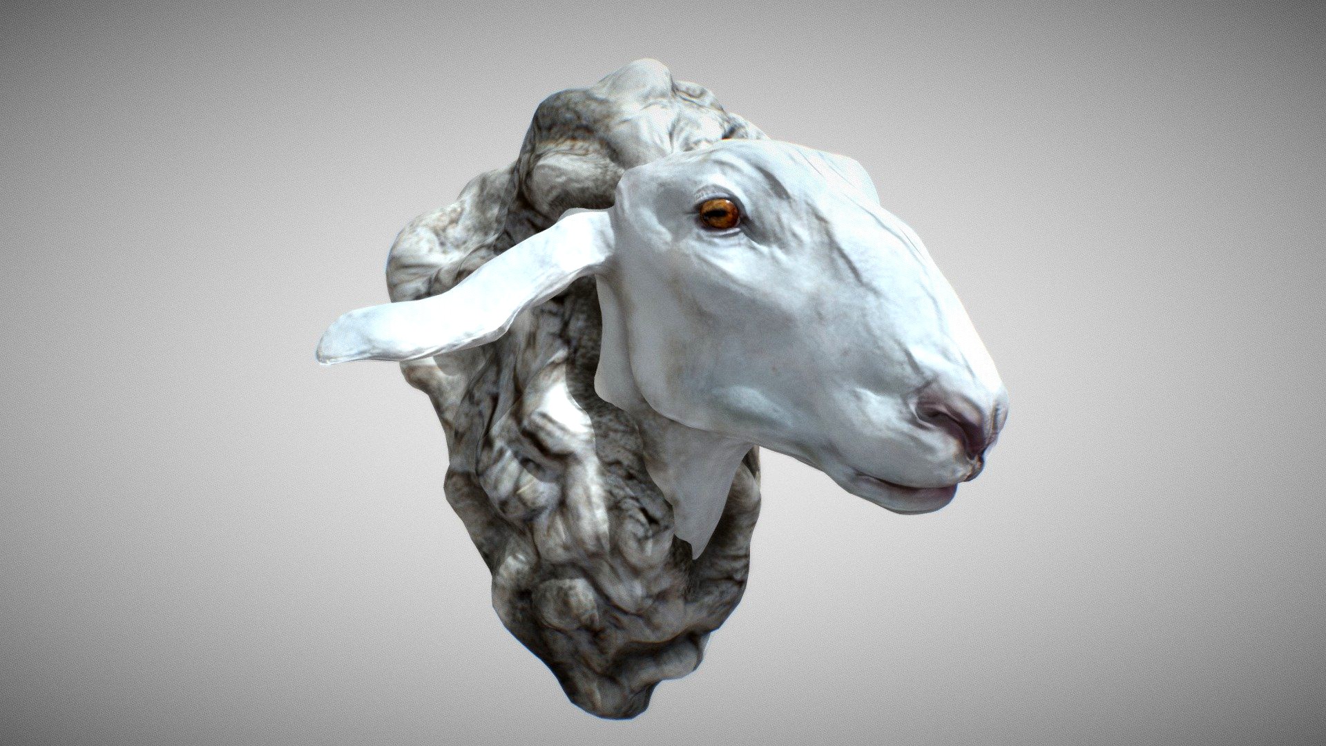 Sheep