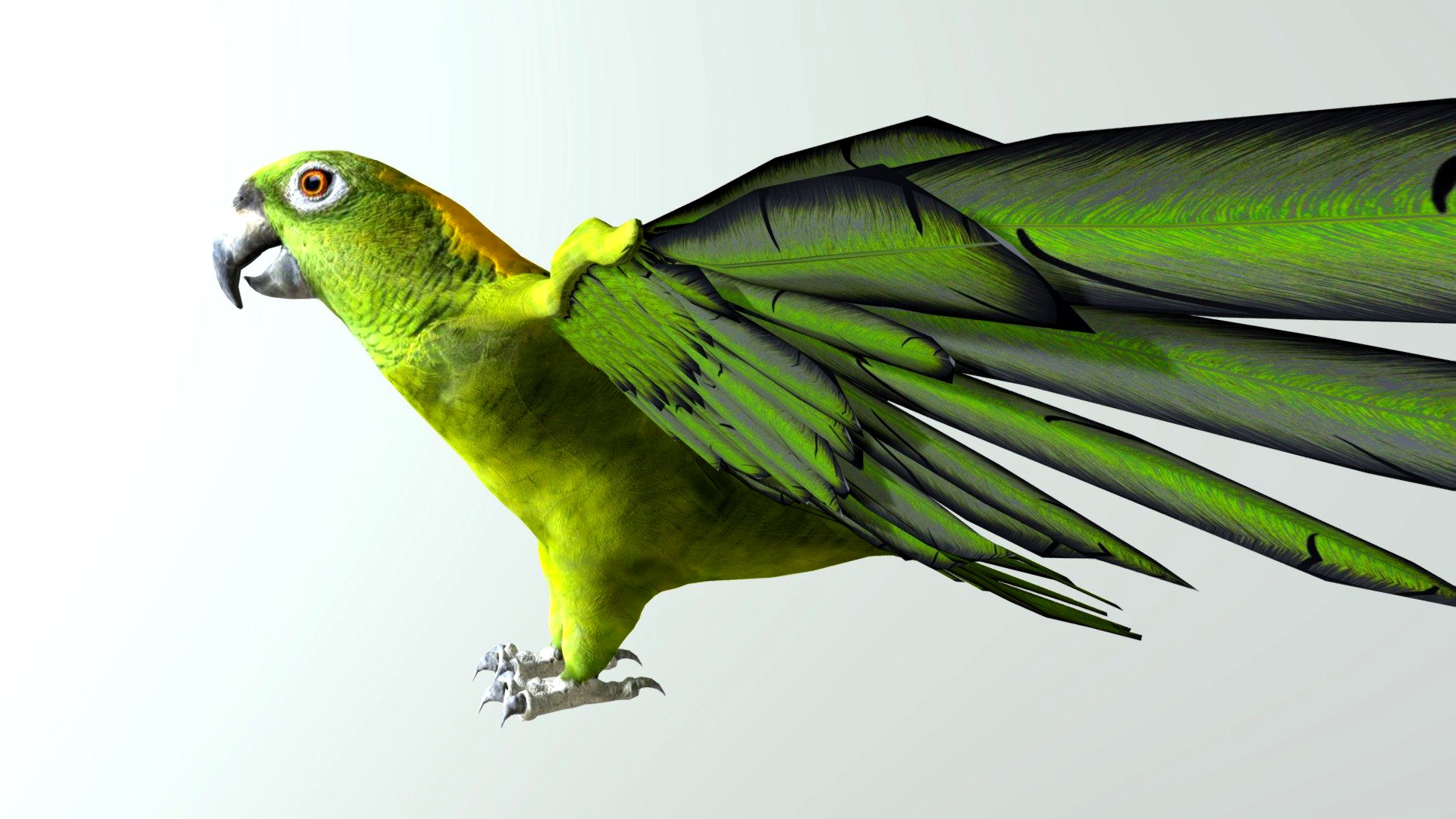 Green Parrot