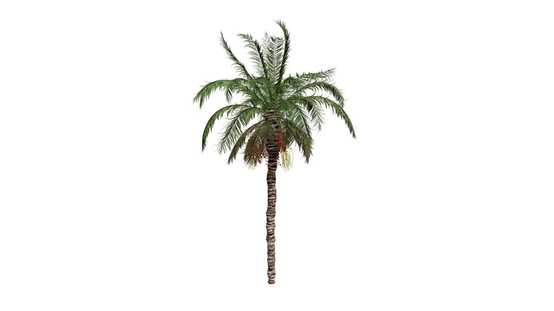 Date Palm Tree #07