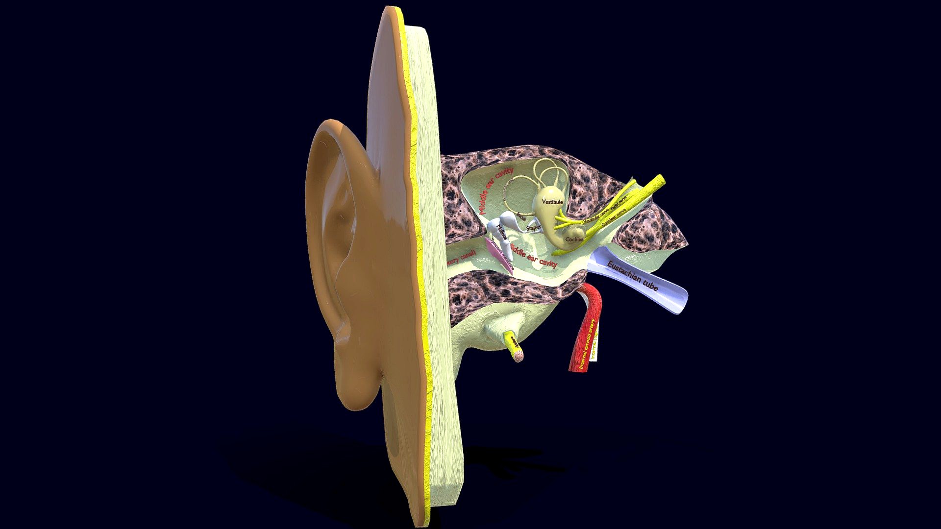 Ear anatomy cross section