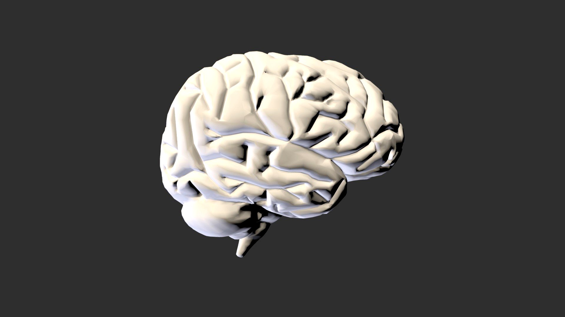 Human cortex