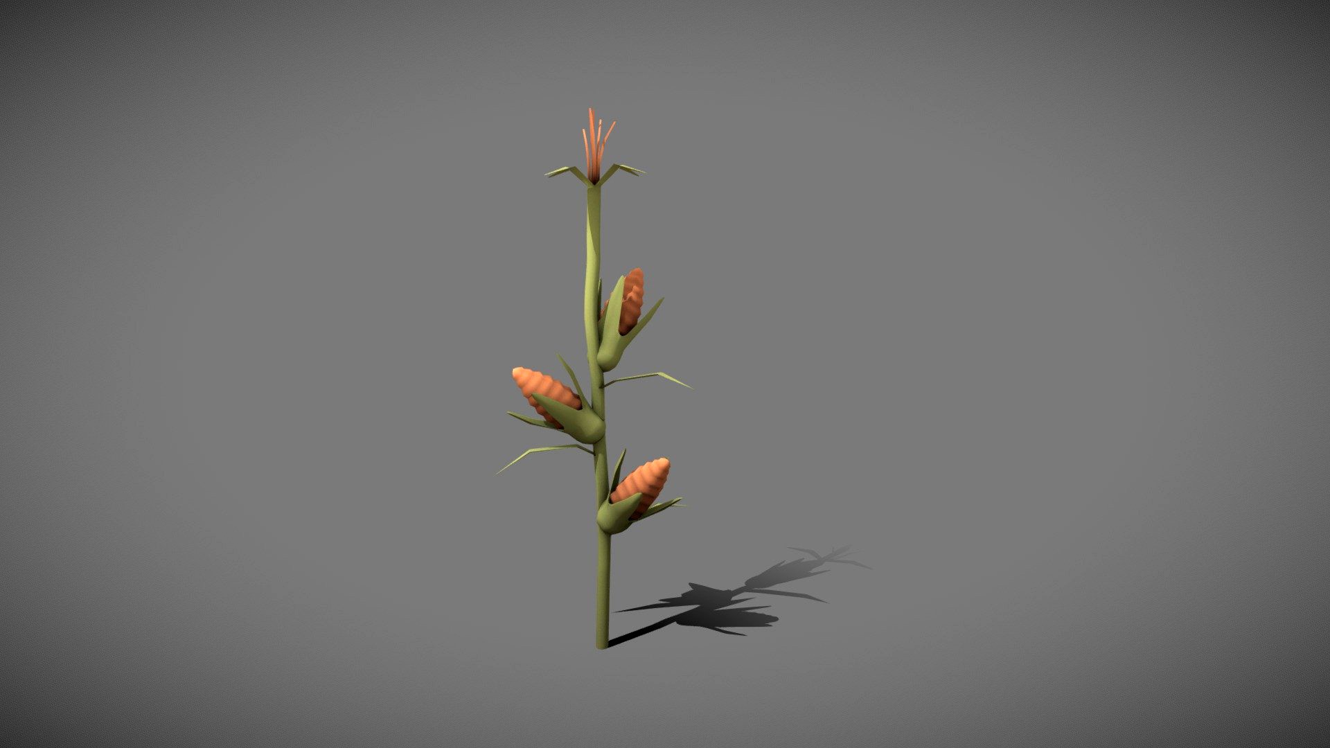 Corn Stalk