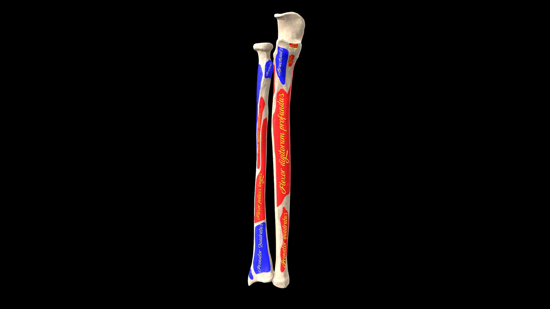 Radius and Ulna bones with landmarks and labels 3d model