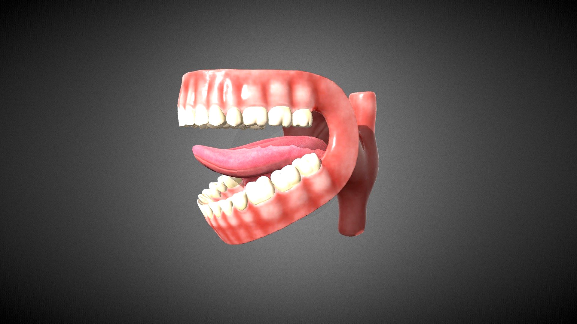 Human Teeth - Rigged