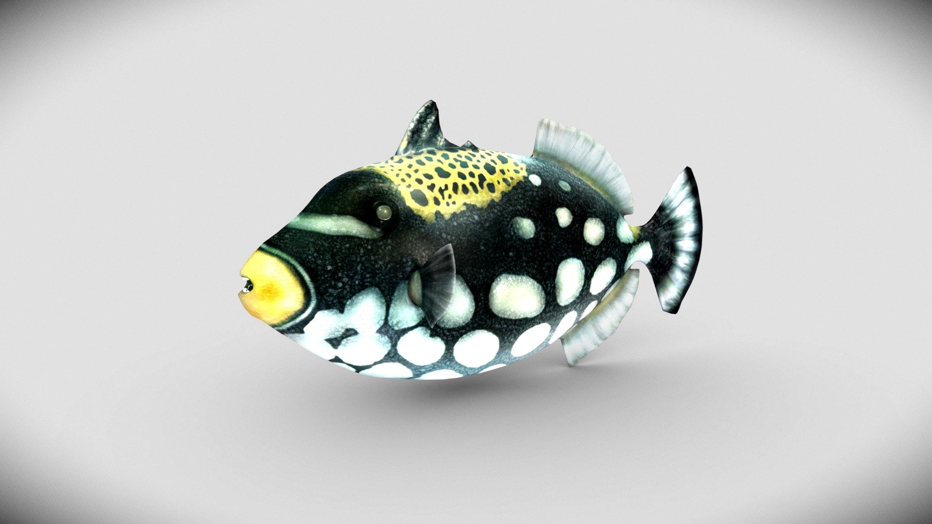 Clown Triggerfish