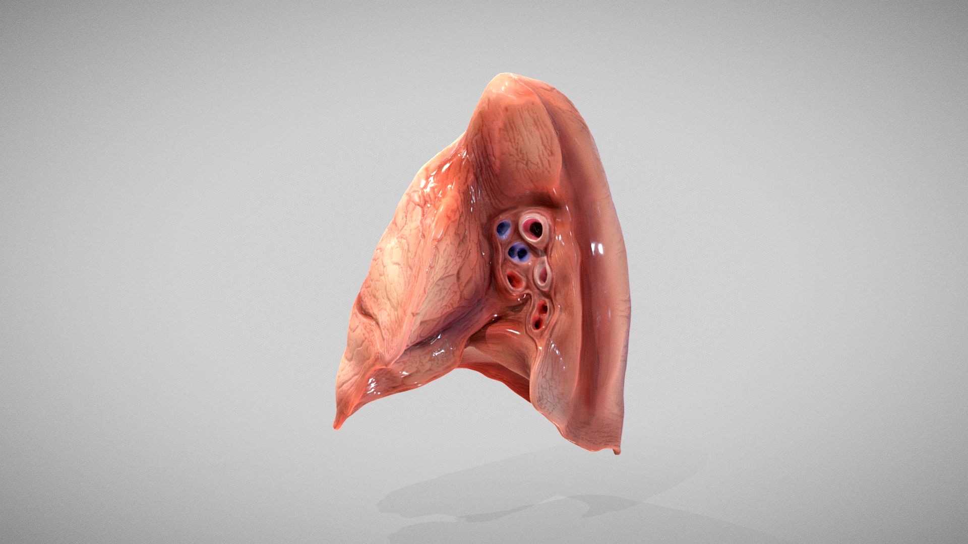 Right Lung