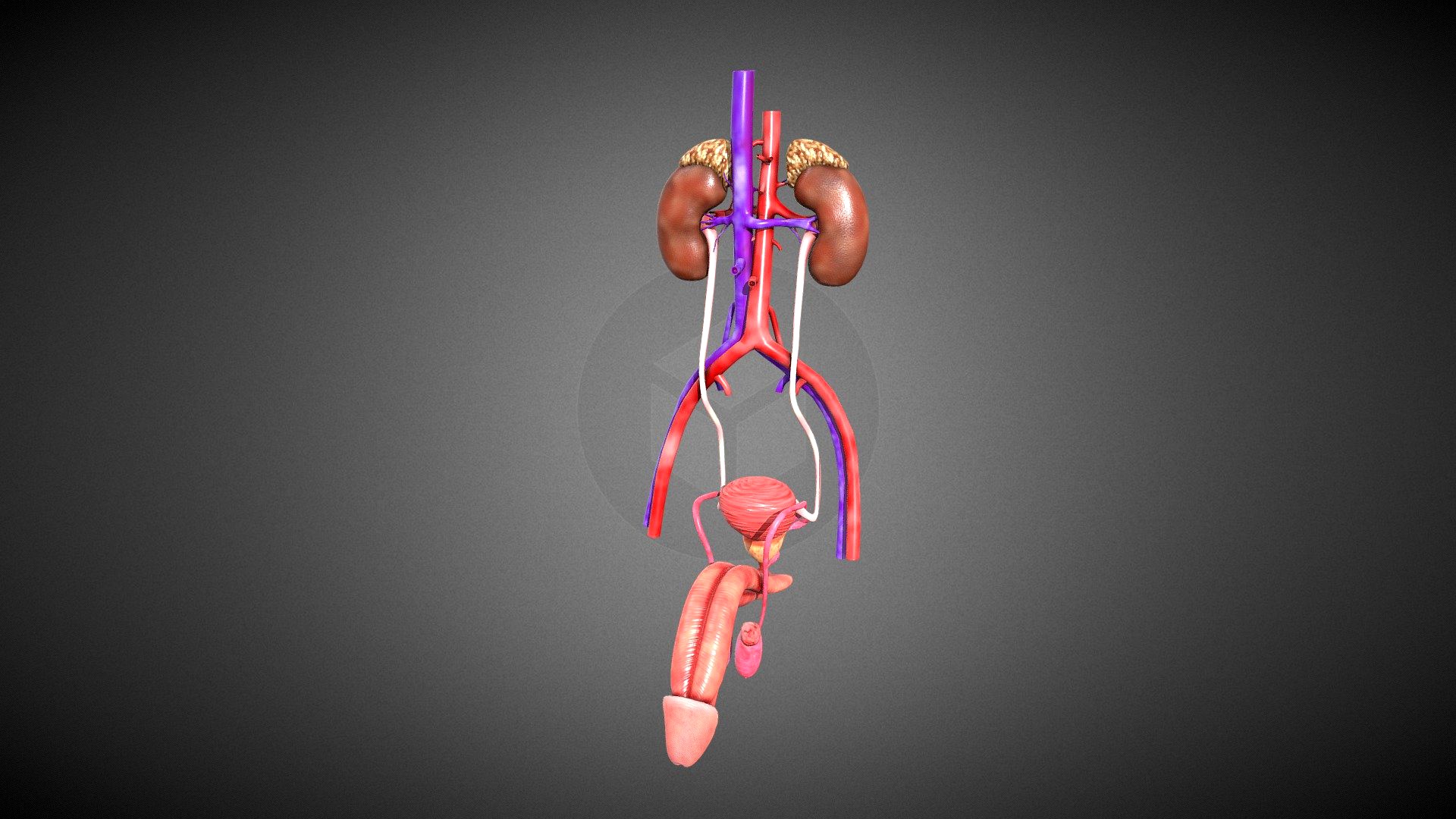 Human Kidney
