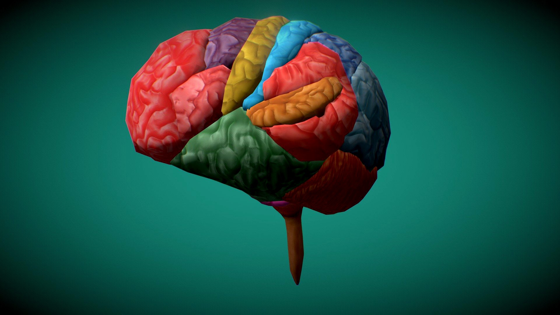 Human Brain