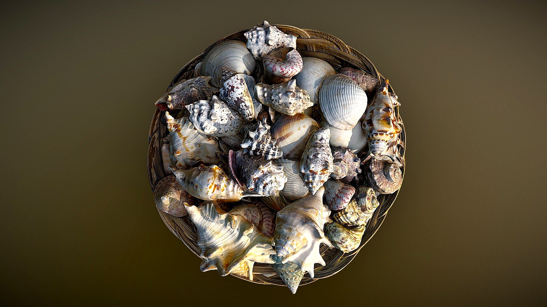 Seashells. Scan