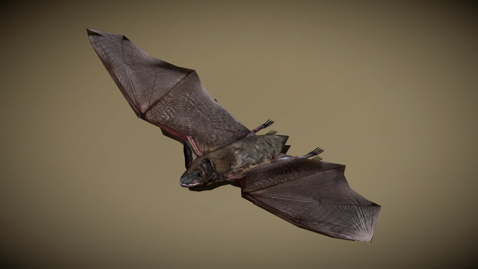 3DRT - birds and critters - bat