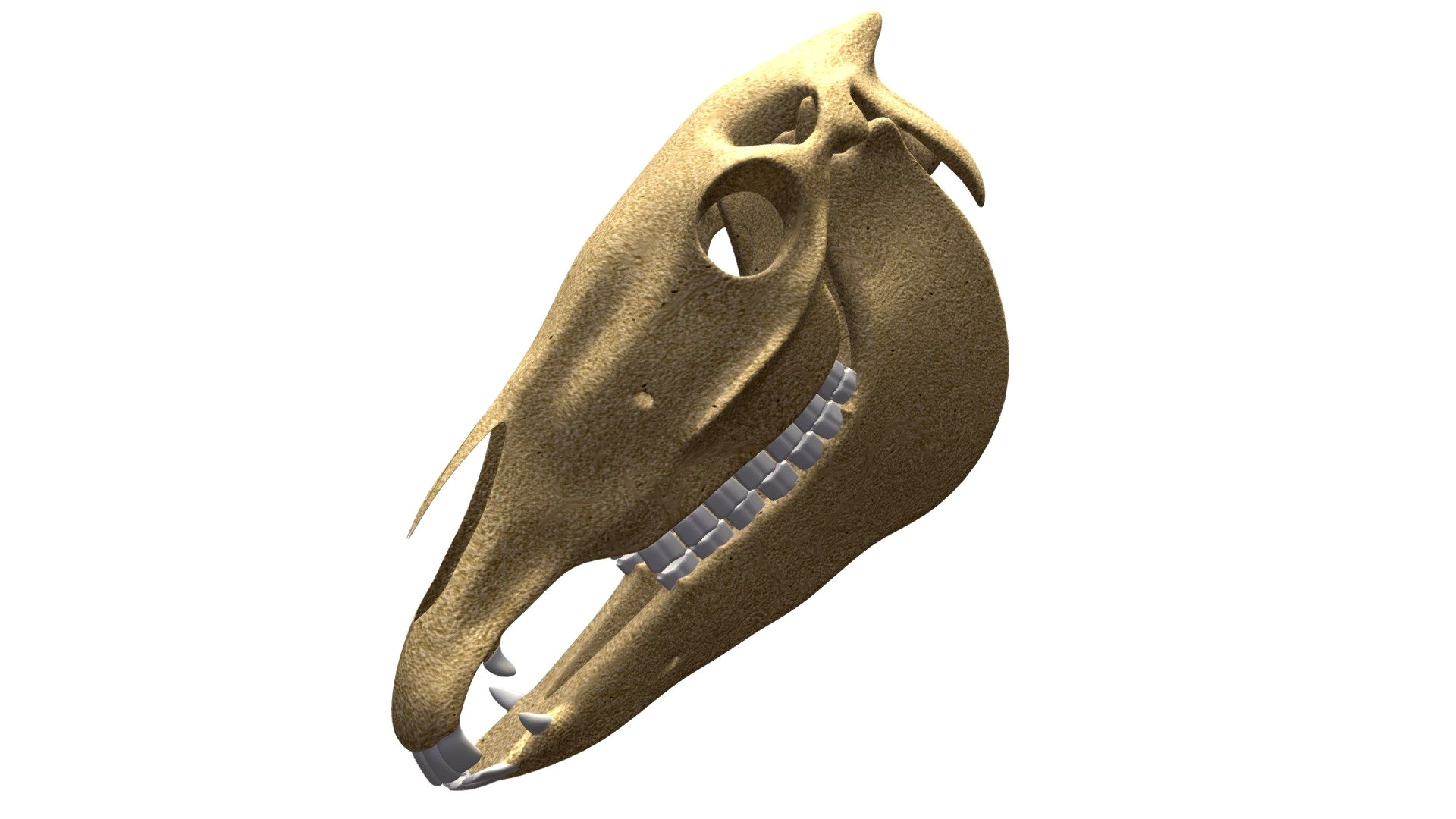 Donkey Skull