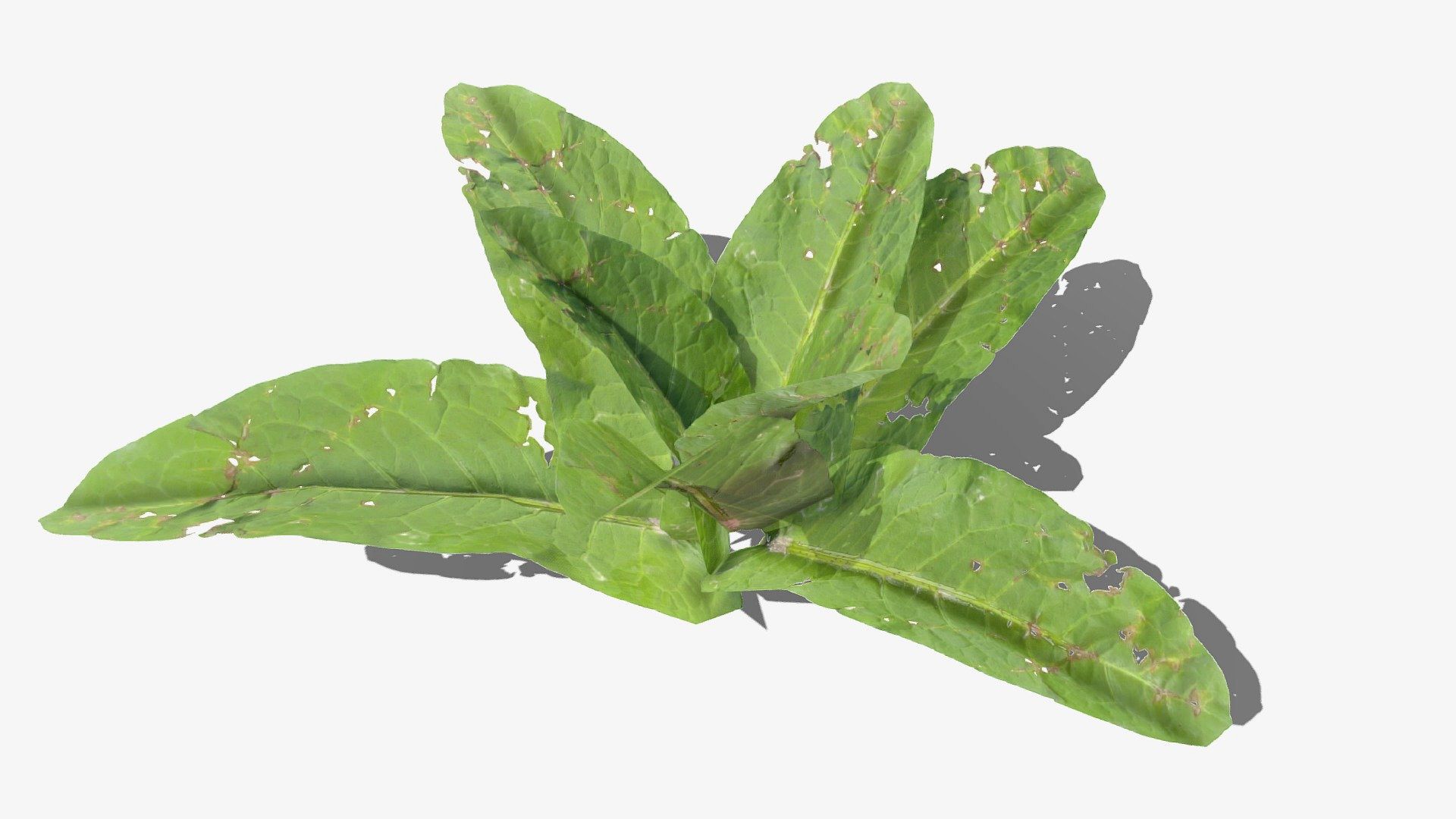 Doc Leaf