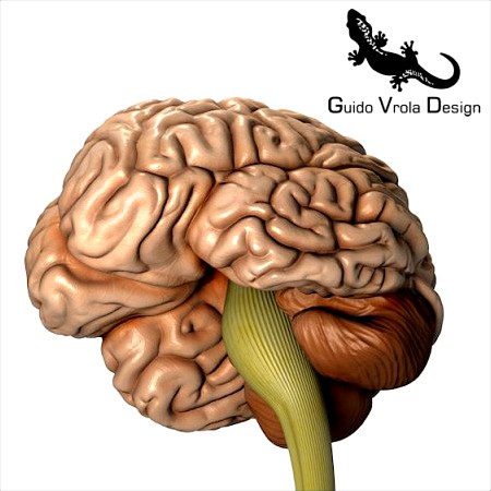 Accurate Human Brain 3D Model