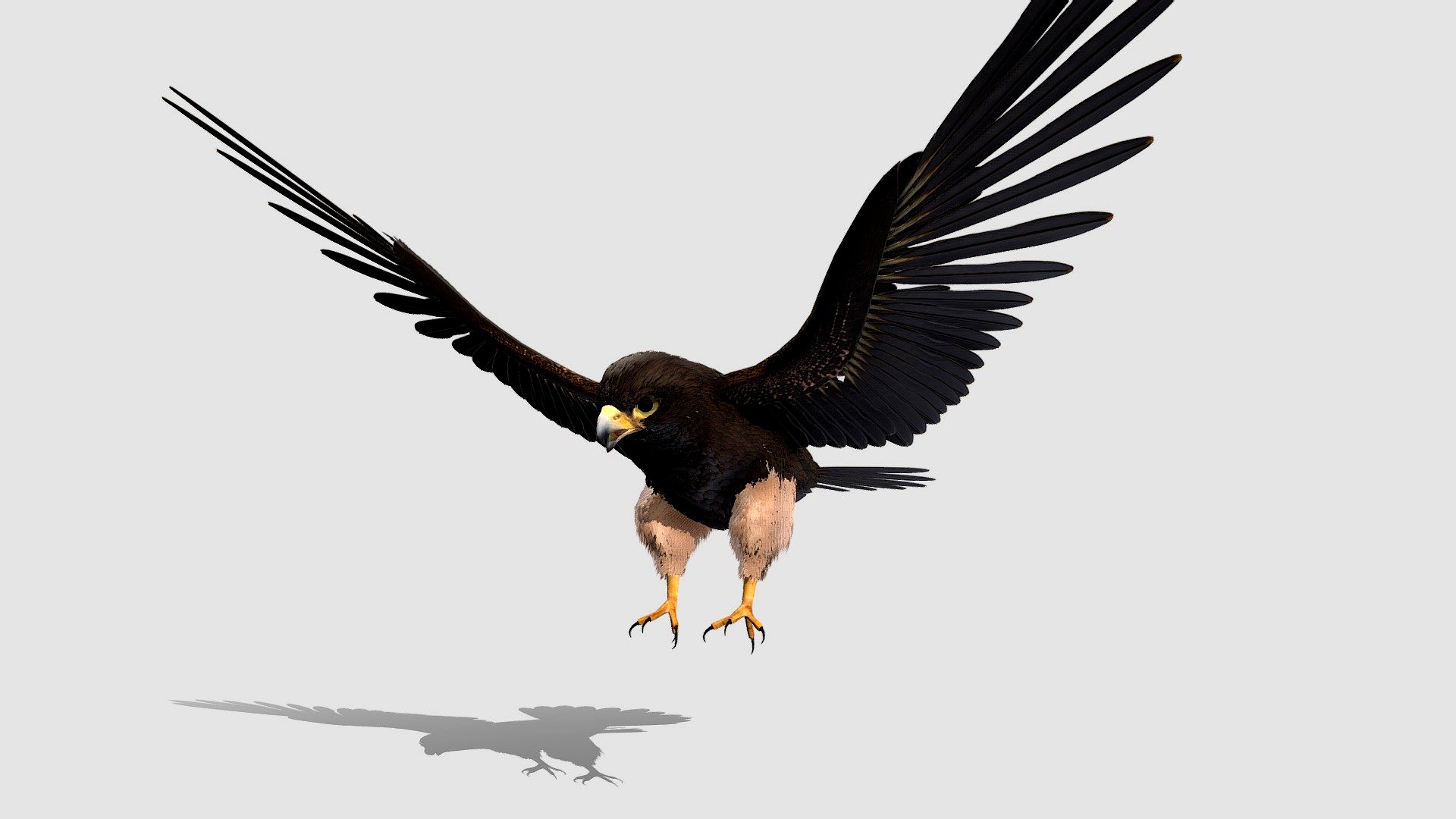 Falcon