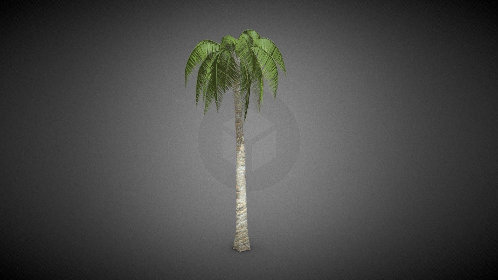 Coconut tree