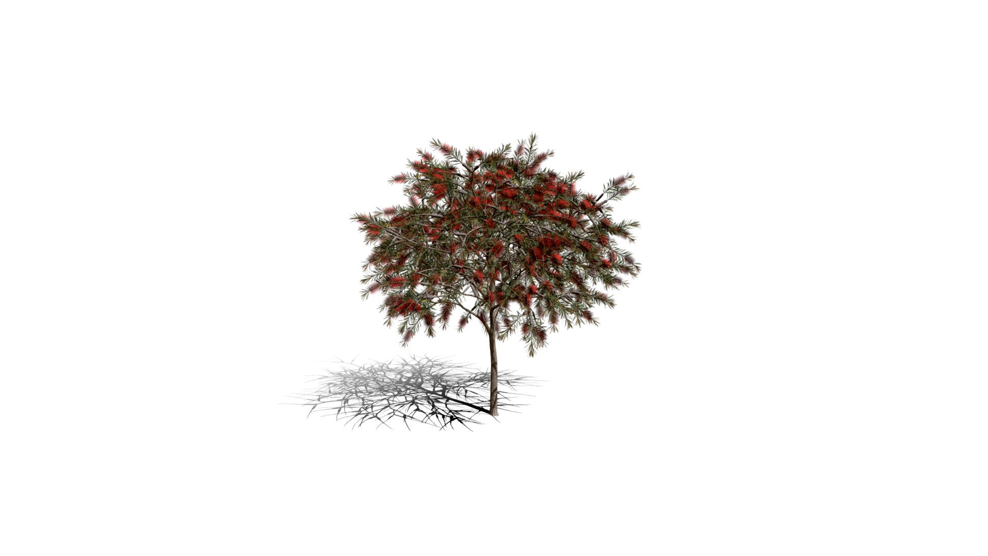 Realistic HD Bottlebrush rigidus (9/20)