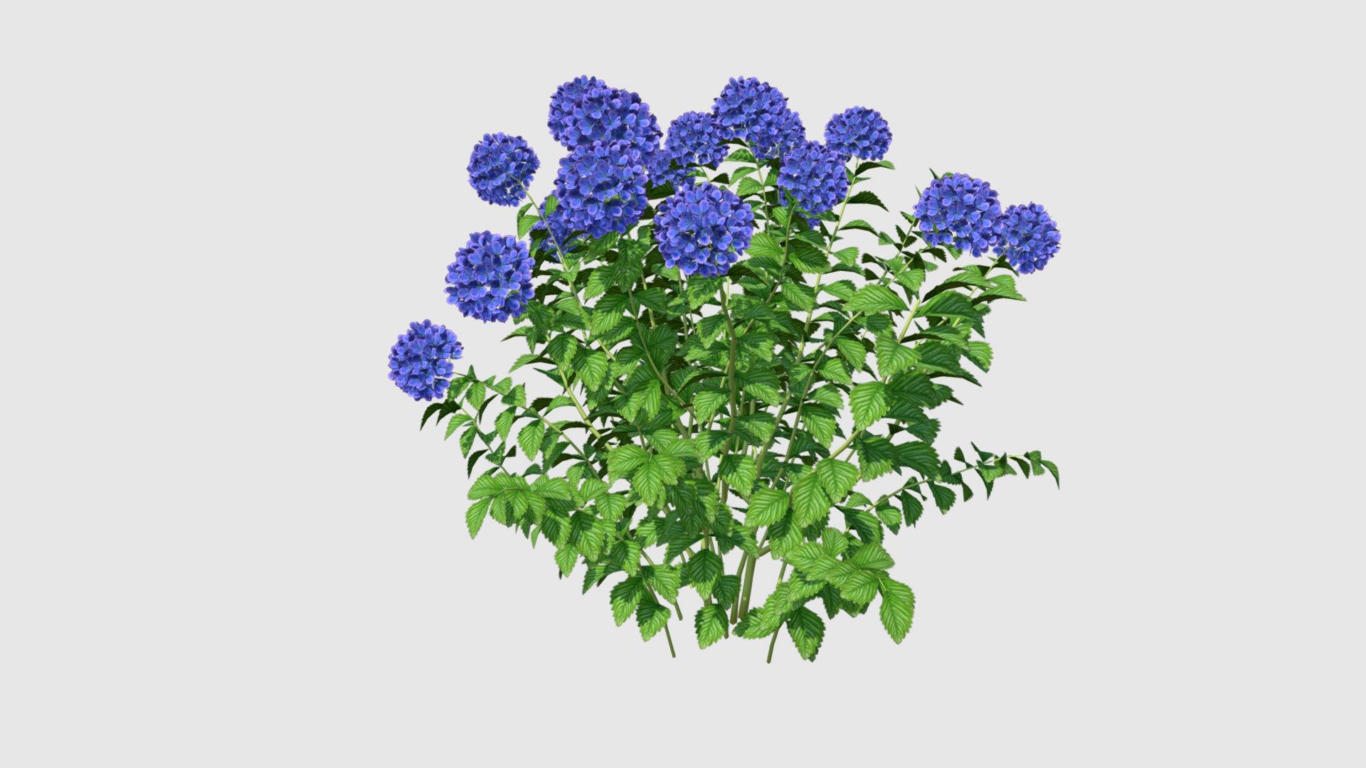 Hydrangea Plant