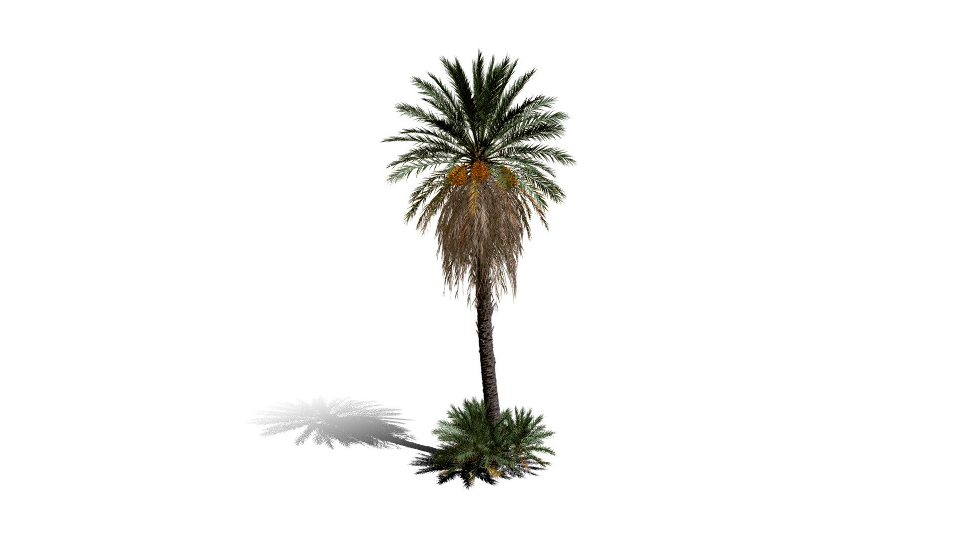 Realistic HD Date palm (29/78)