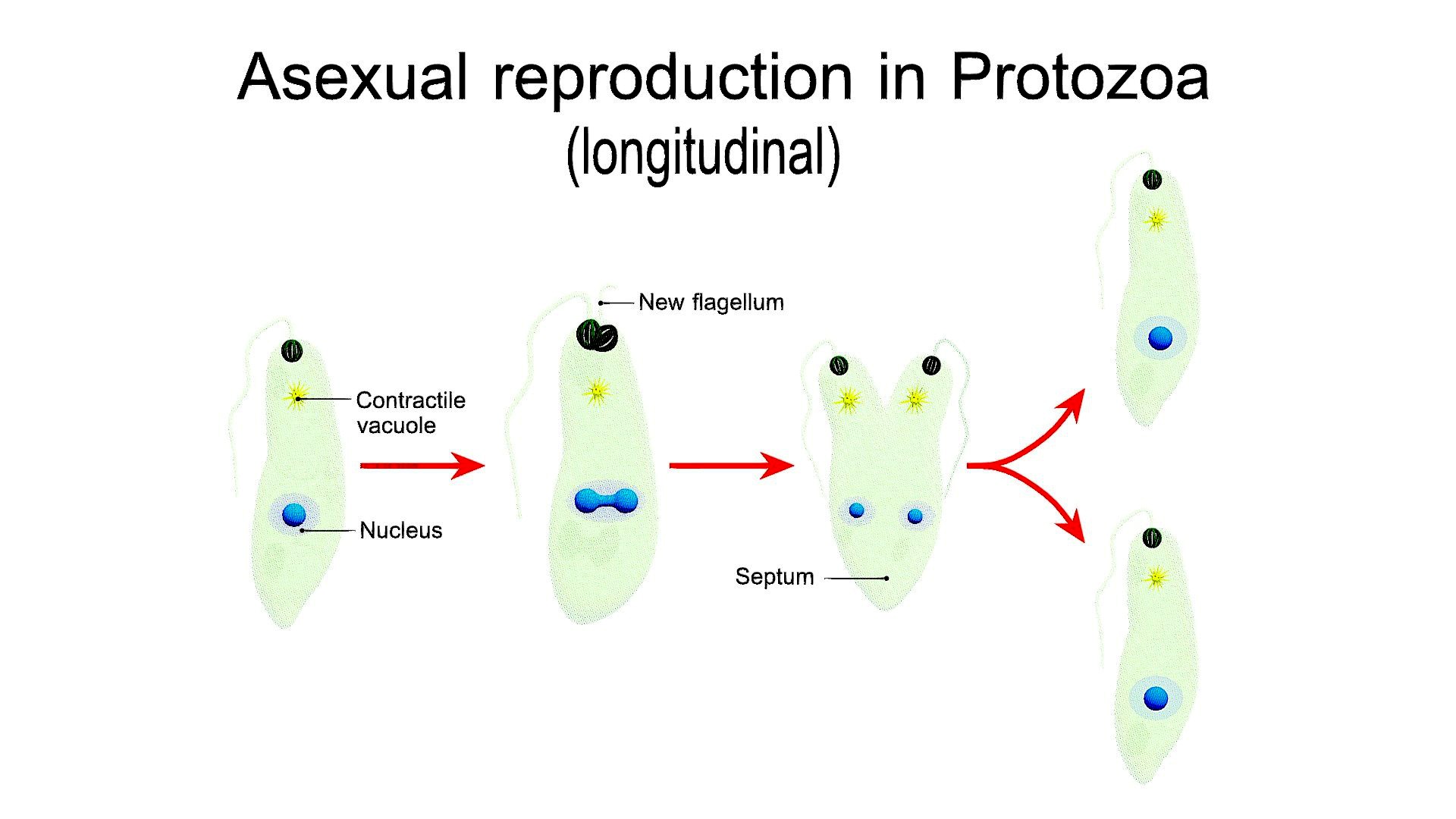 Asexual reproduction in Protozoa