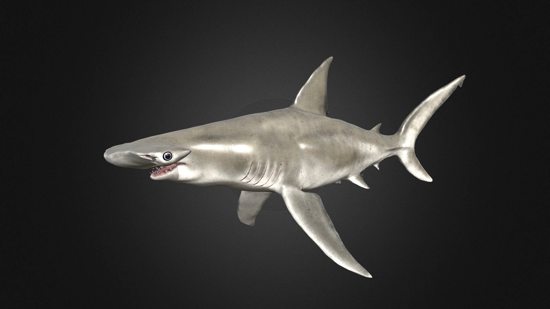 Hammerhead Shark